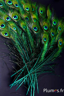 Paon bleu oeil-sabre - 25-35 cm - jade